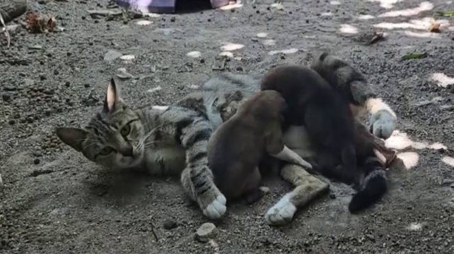 Anne kedi kimsesiz yavru köpekleri sahiplendi