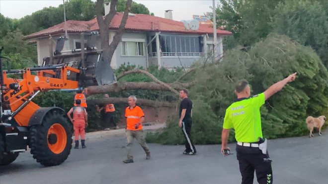 Devrilen ağaç otomobilde hasara sebep oldu