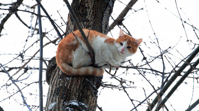 Evden kaçan kedi, 11 yıl aradan sonra sahibine kavuştu