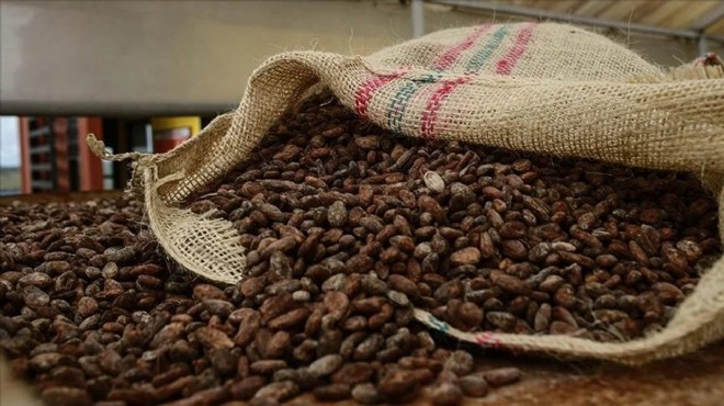 Kakao fiyatlarında rekor düşüş