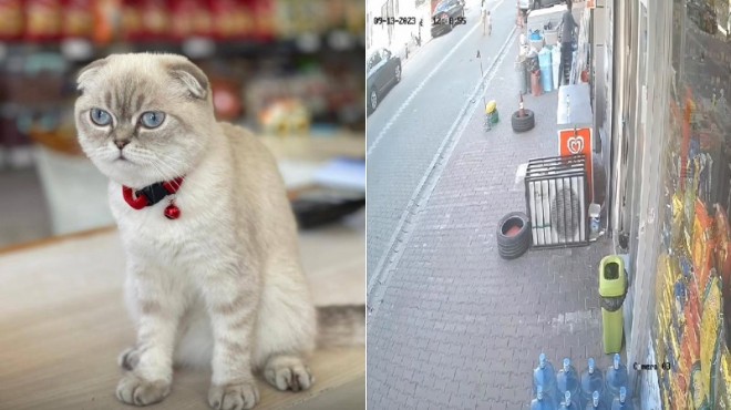 Kedi kavgası çıktı... Yoldaki kurye vuruldu!