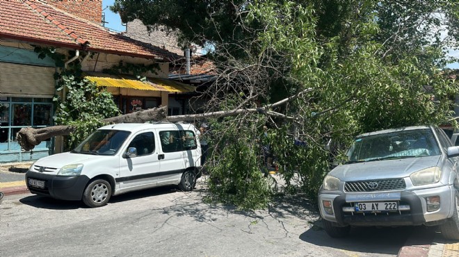 Kütahya'da ağaç 2 aracın üzerine devrildi