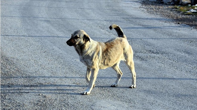 Mahkemeden emsal 'başıboş köpek' kararı: Valilik ve belediyeler sorumlu