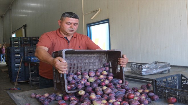 Ödemiş'in erikleri Rusya ve Almanya yolcusu