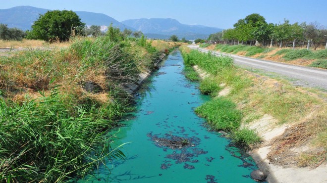 Sulama kanalının rengi maviye döndü... Manisa'da çevre katliamı!