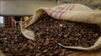 Kakao fiyatlarında rekor düşüş