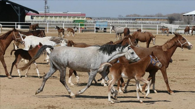 TİGEM, 73 safkan Arap koşu tayı satacak