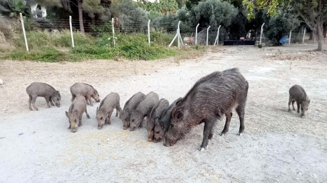 Uzmanından yaban domuzu uyarısı: Beslemeyin!